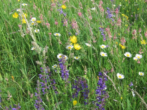 Blumenbunte Wiese auf der Schwäbischen Alb