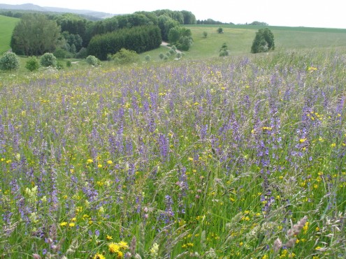Salbei-Glatthaferwiesen im Gewann Hochgesträß, Bad Urach-Wittlingen