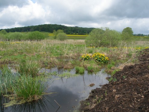 Wiedervernässungsflächen im Naturschutzgebiet Schopflocher Moor