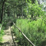 Schwellenweg durch das Naturschutzgebiet Schopflocher Moor