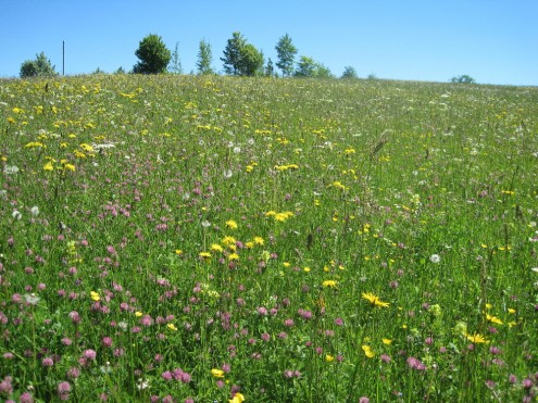 Blumenwiesen bei St. Johann-Ohnastetetten, Kleiner Bühl