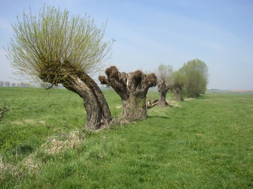 Grundbesitz bei Riedhausen (nahe Niederstotzingen), Gewann Gremswiesen