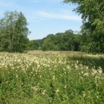 Im Naturschutzgebiet Schopflocher Moor