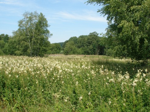 Im Naturschutzgebiet Schopflocher Moor