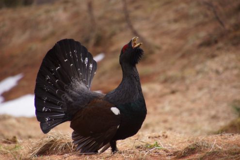 Auerhuhn. Foto: Pixabay